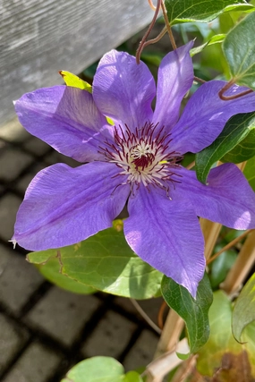 Clematis 'Ramona' #1 decorative flowerpot  