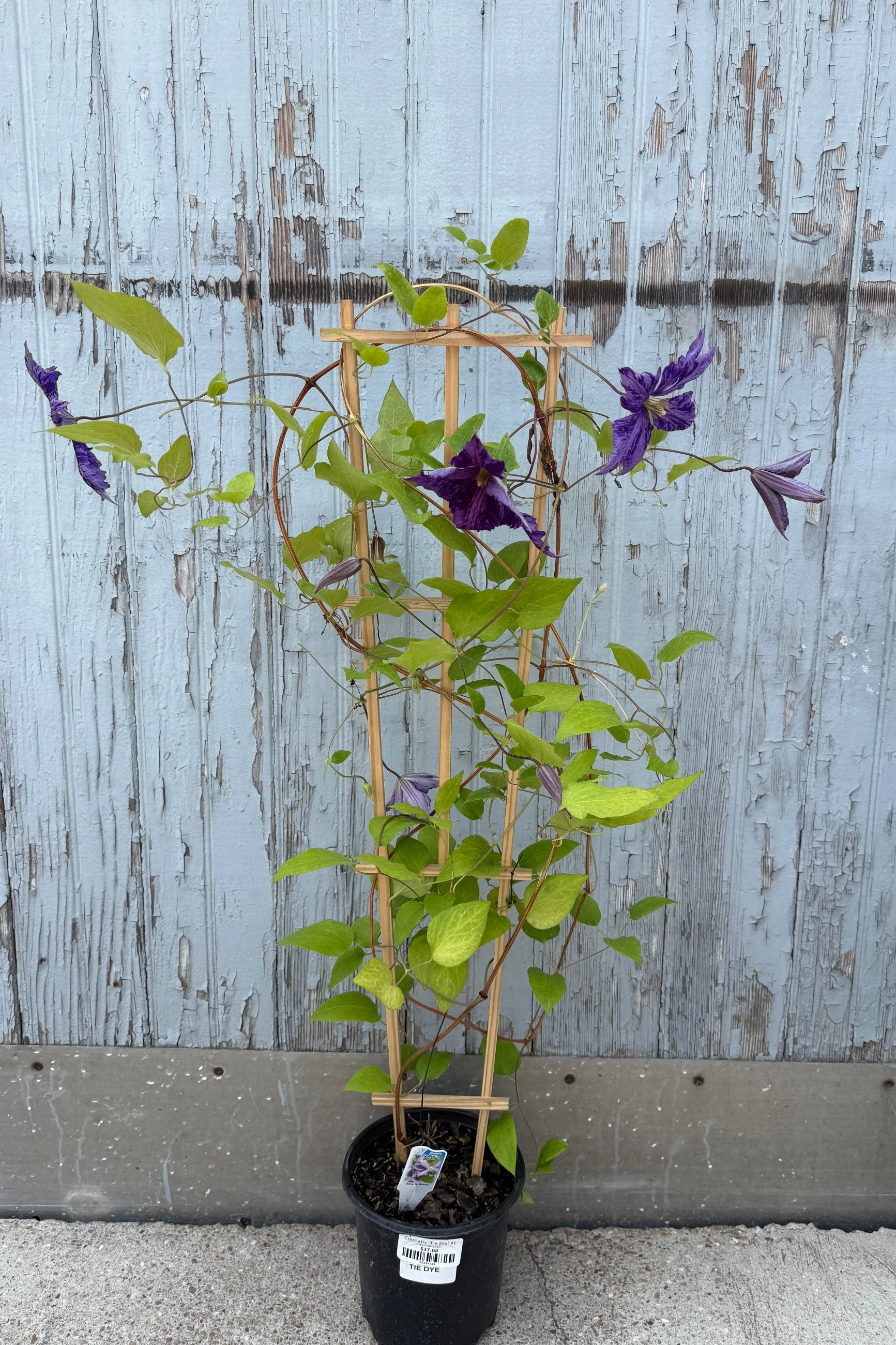 Clematis 'Tie Die' #1