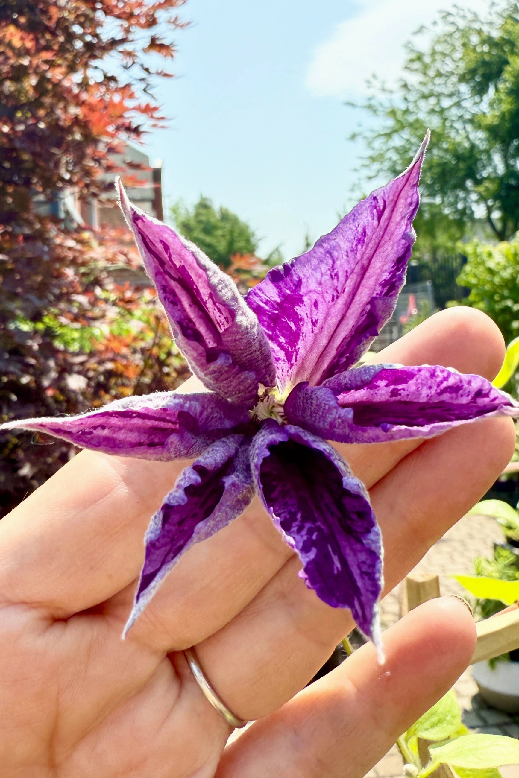 Clematis 'Tie Die' #1