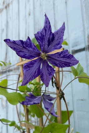 Clematis 'Tie Die' #1 decorative flowerpot  