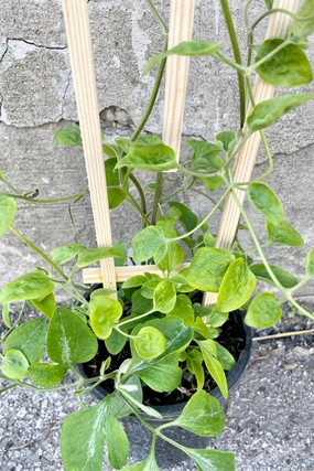 Clematis paniculata #1 decorative flowerpot  