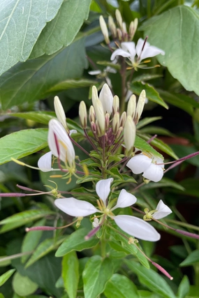 Cleome (assorted) 4.5" decorative flowerpot  