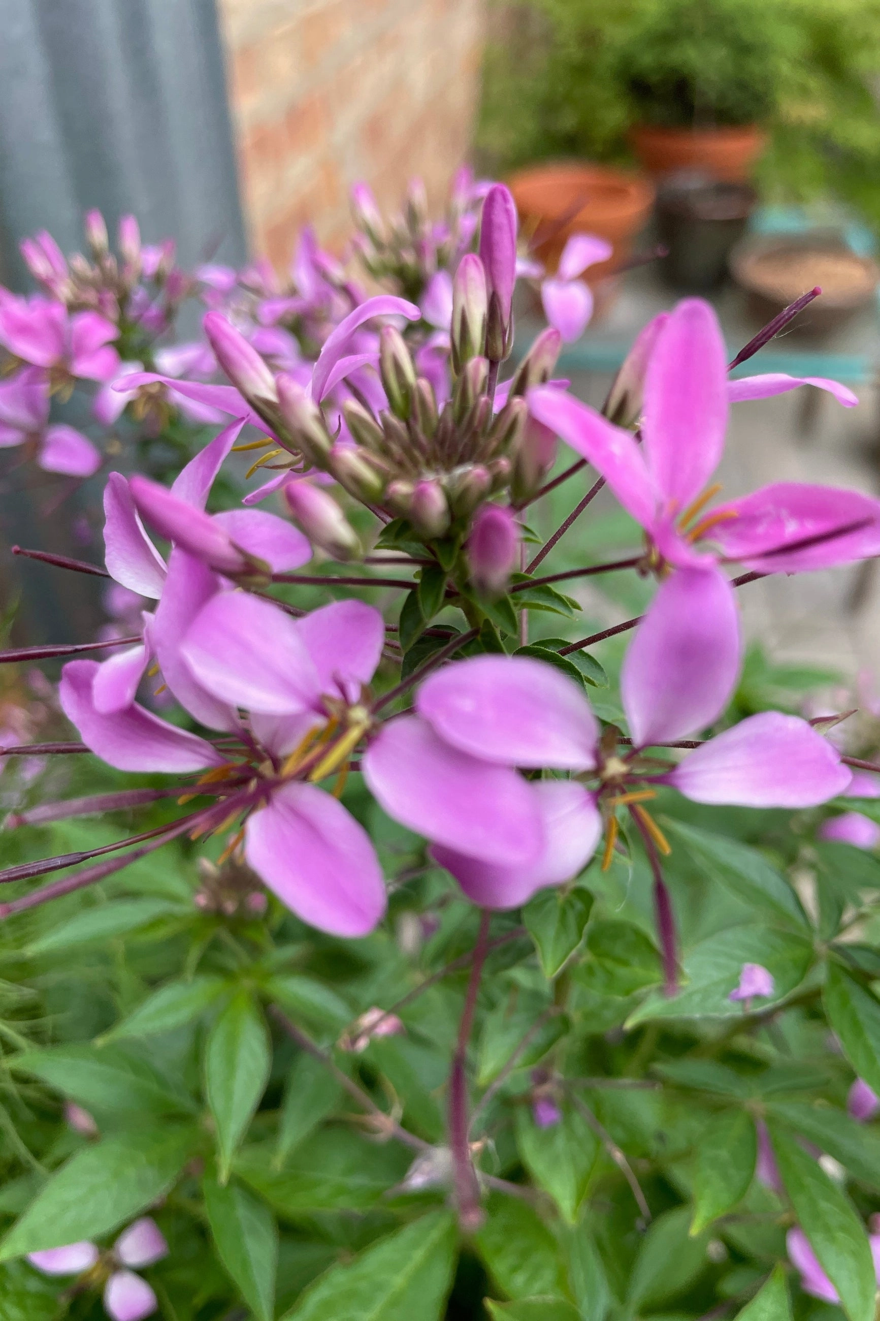 Cleome (assorted) 4.5"