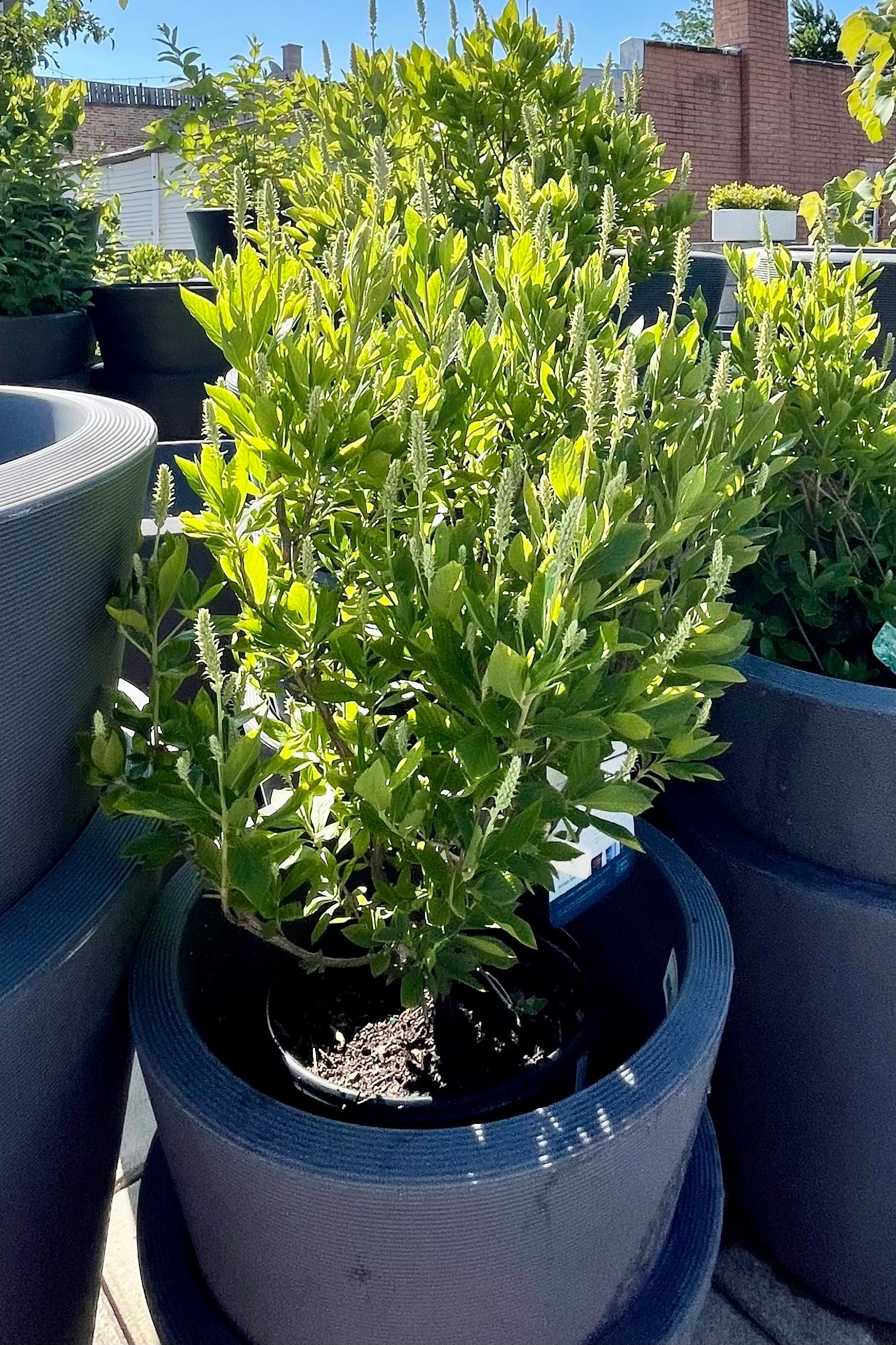 Clethra alnifolia 'Hummingbird' #2