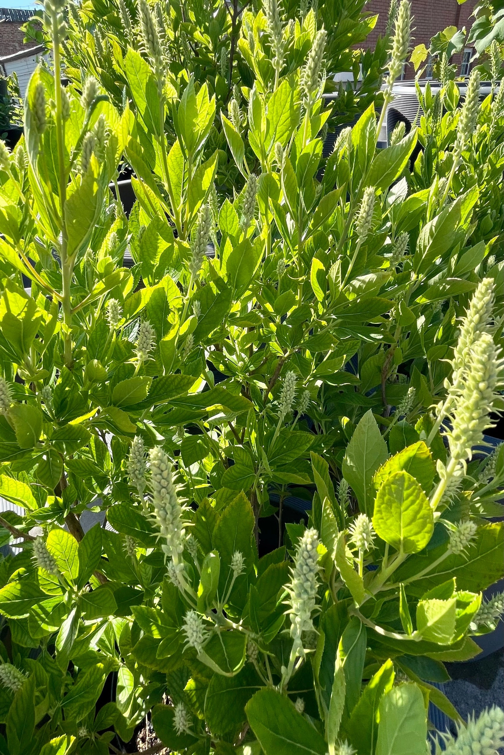 Clethra alnifolia 'Hummingbird' #2