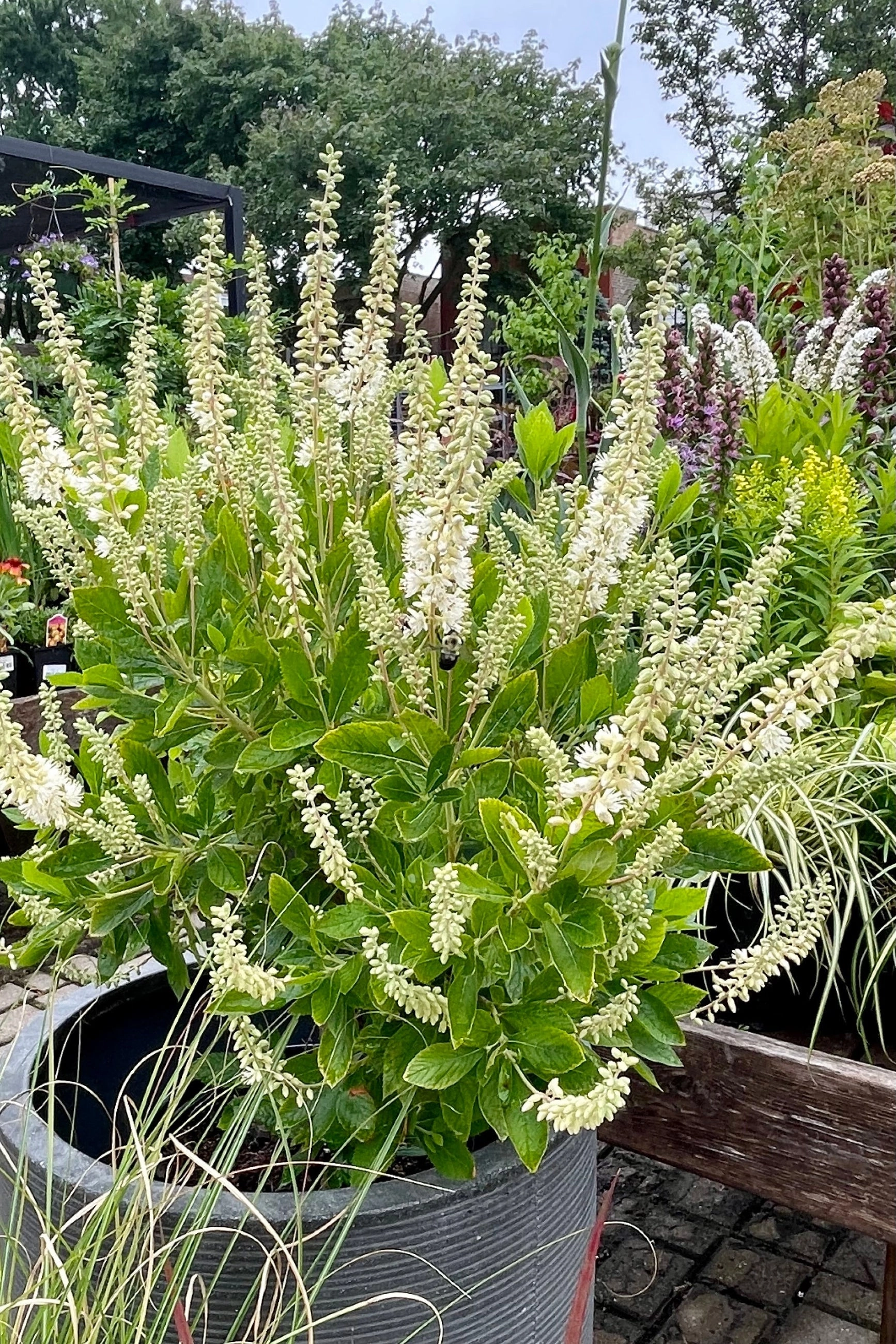 Clethra alnifolia 'Hummingbird' #2
