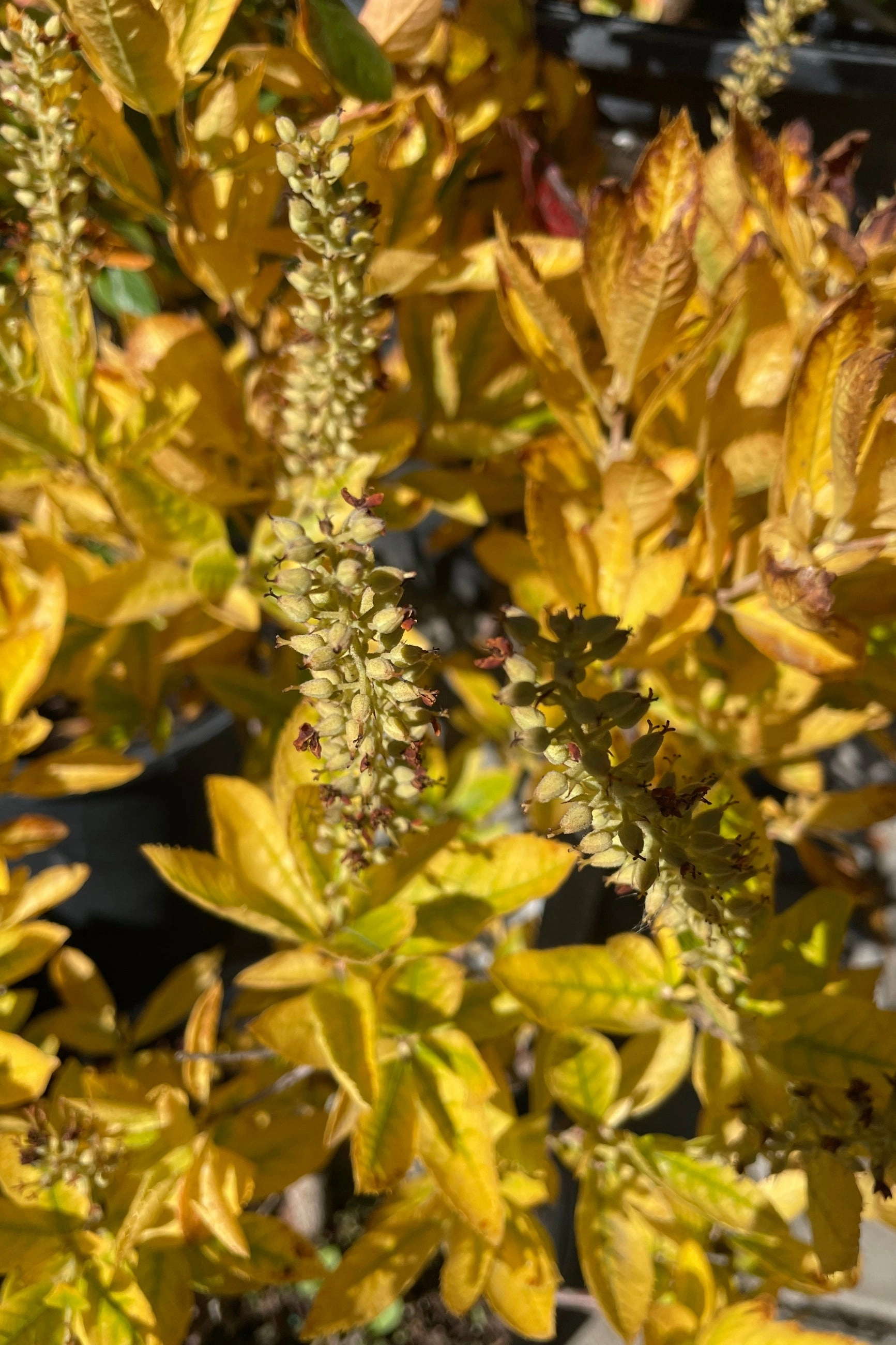 Clethra alnifolia 'Hummingbird' #2