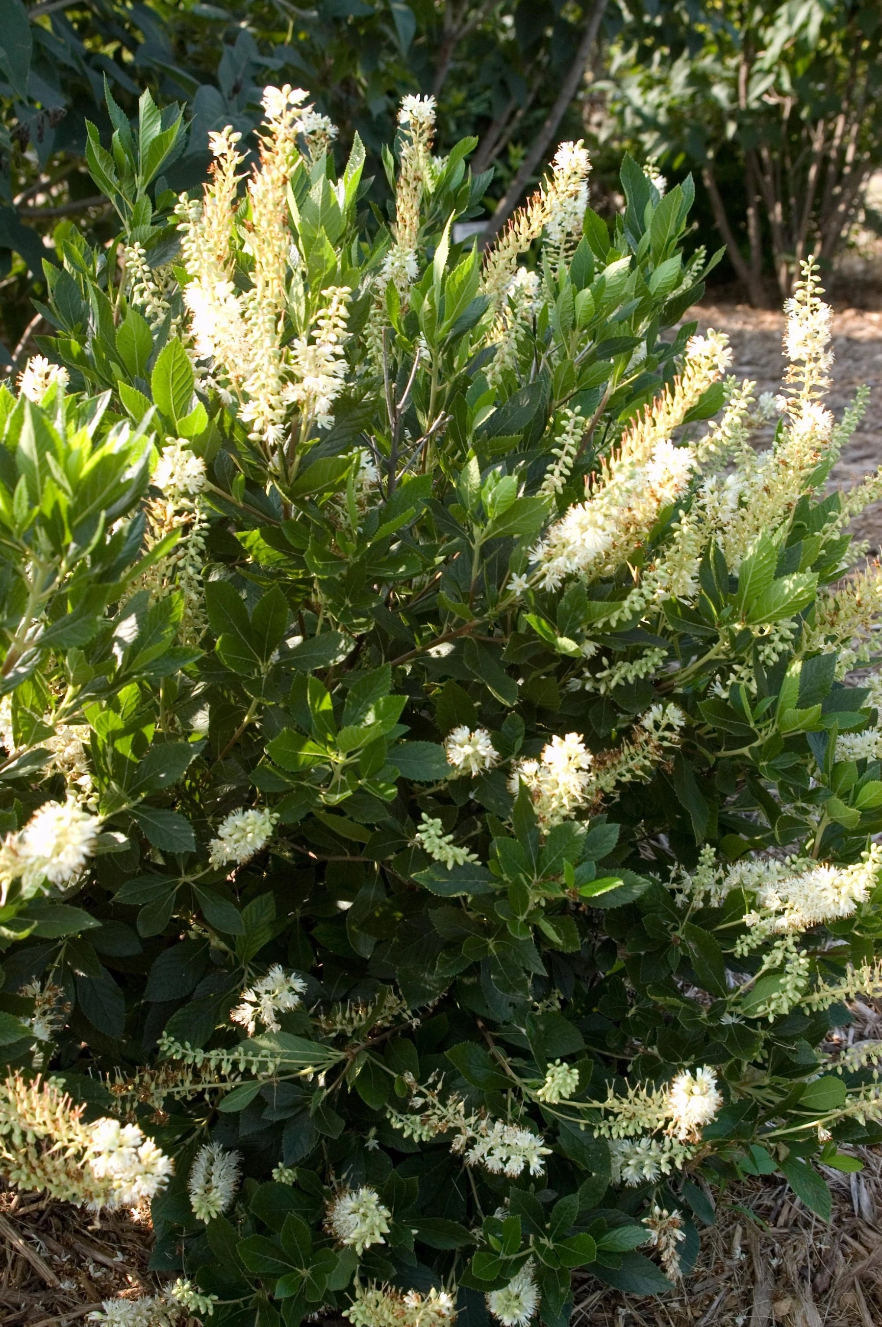 Clethra alnifolia 'Hummingbird' #2