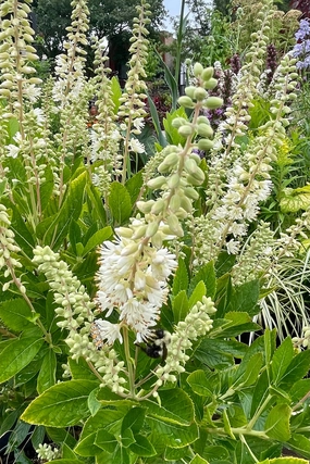 Clethra alnifolia 'Hummingbird' #2 decorative flowerpot  