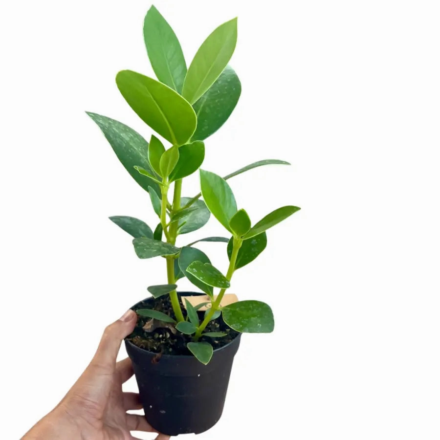 Clusia rosea
