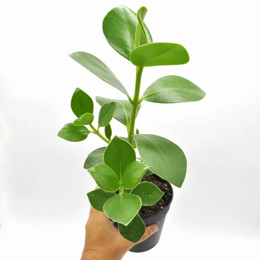 Clusia rosea