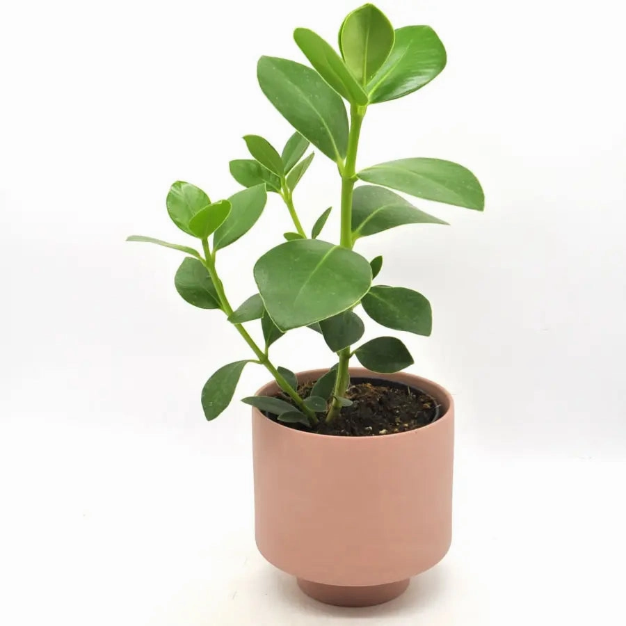 Clusia rosea large flower pot  