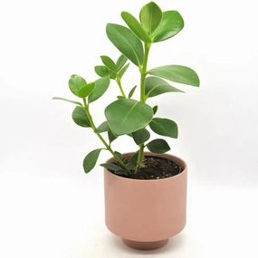 Clusia rosea large flower pot  