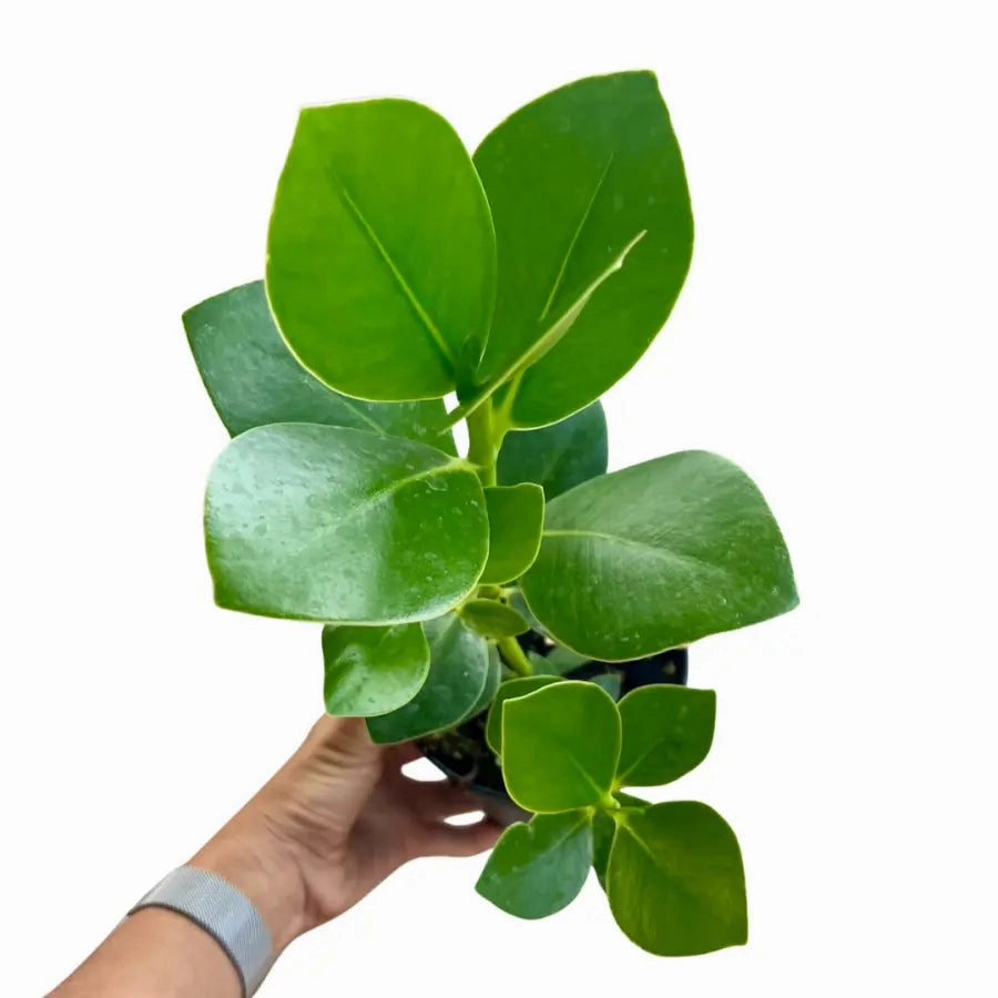 Clusia rosea