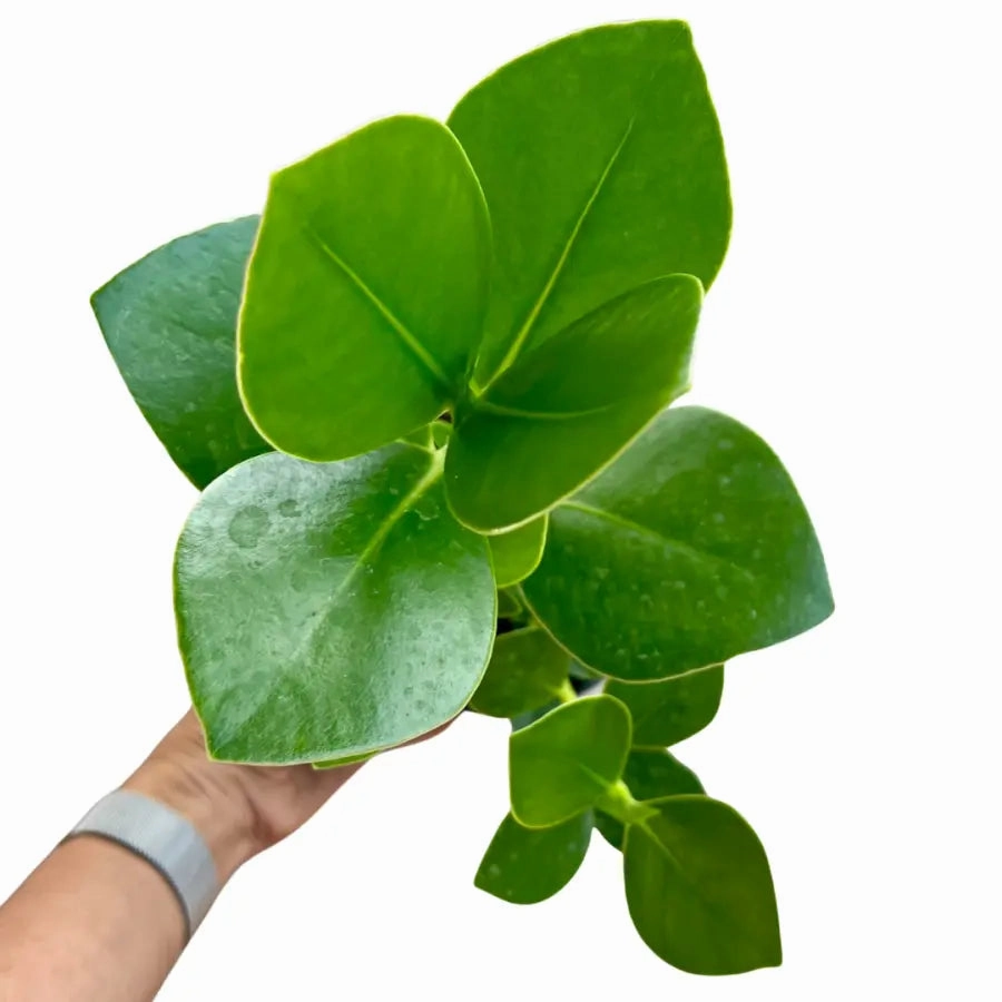 Clusia rosea