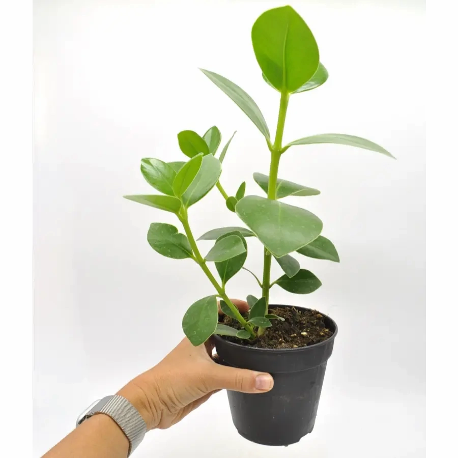 Clusia rosea