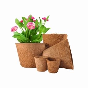 Coir Pots (Pack of 6) cactus succulent plant  