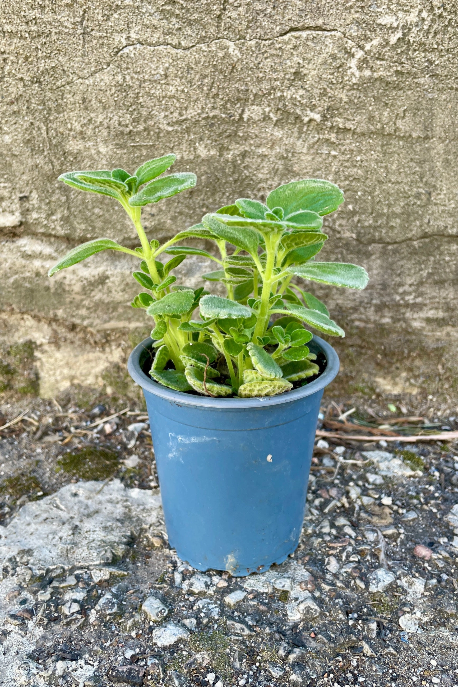 Coleus amboinicus  "Cuban Oregano" 4"