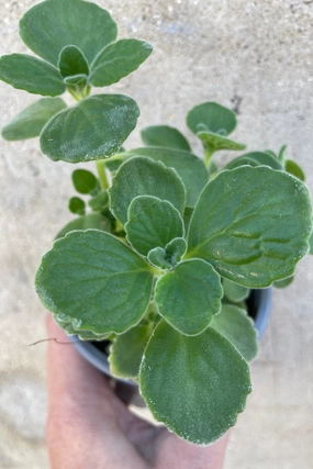 Coleus amboinicus  "Cuban Oregano" 4" decorative flowerpot  