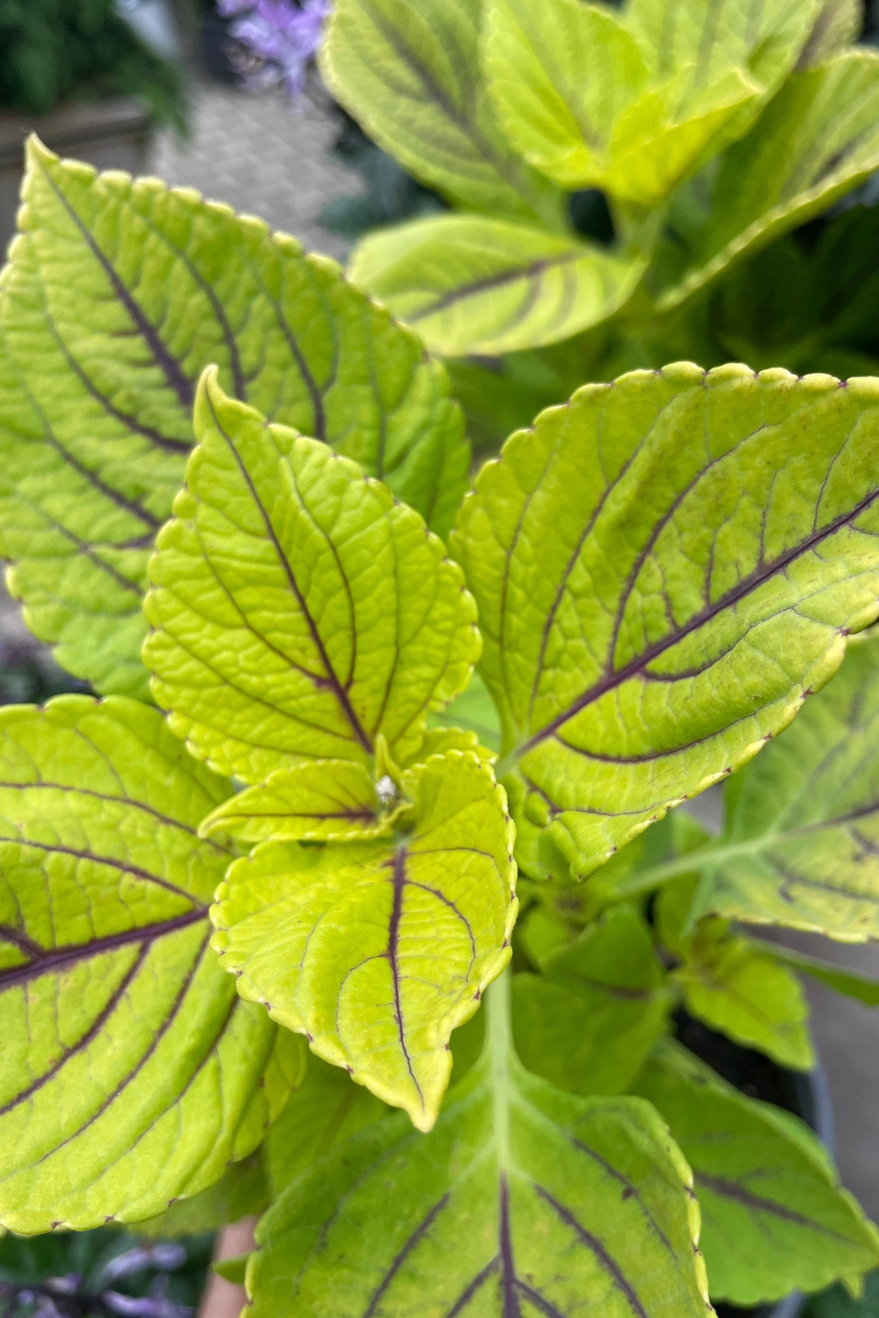 Coleus (assorted) 4.5"