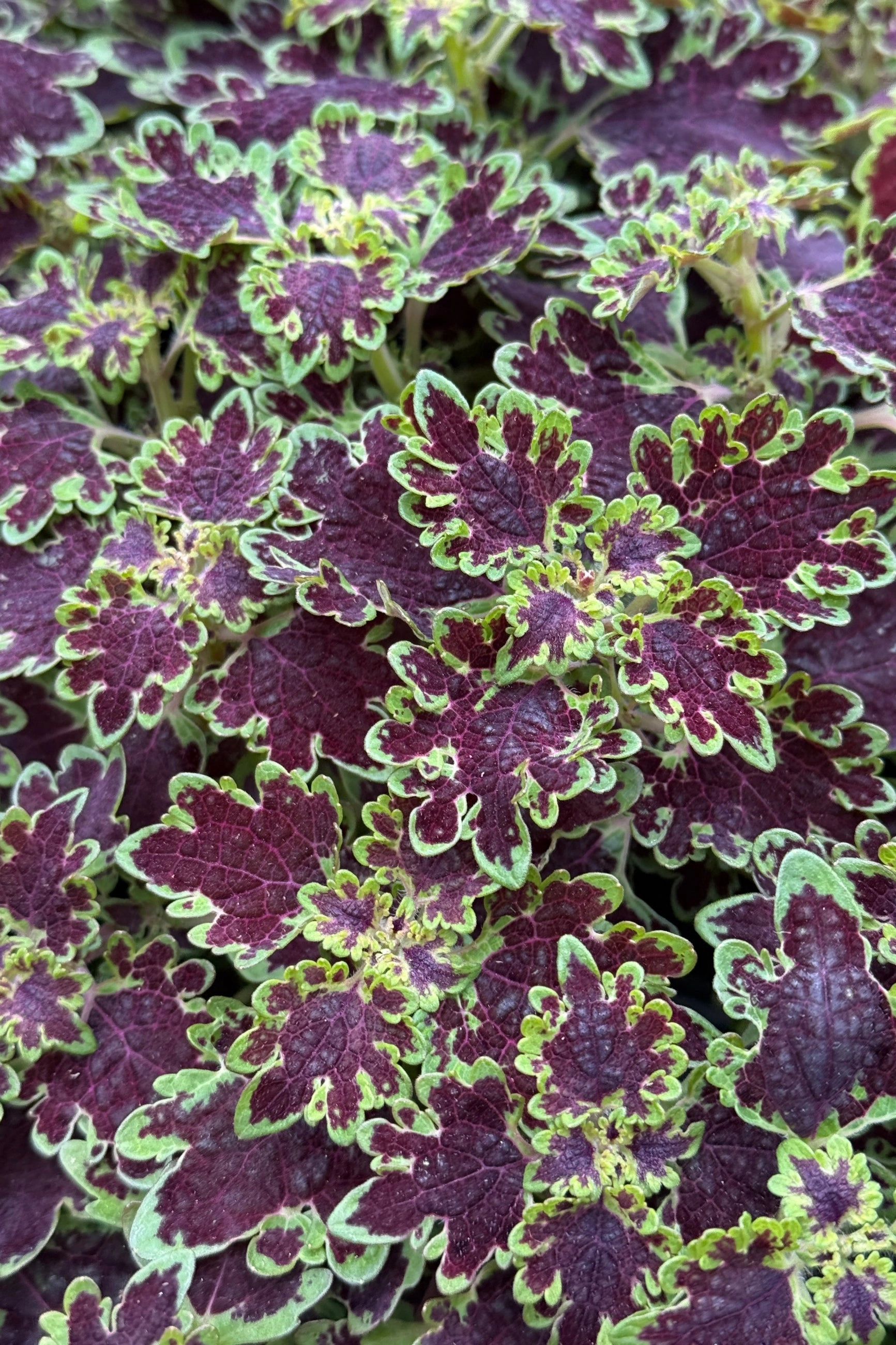 Coleus (assorted) 4.5"