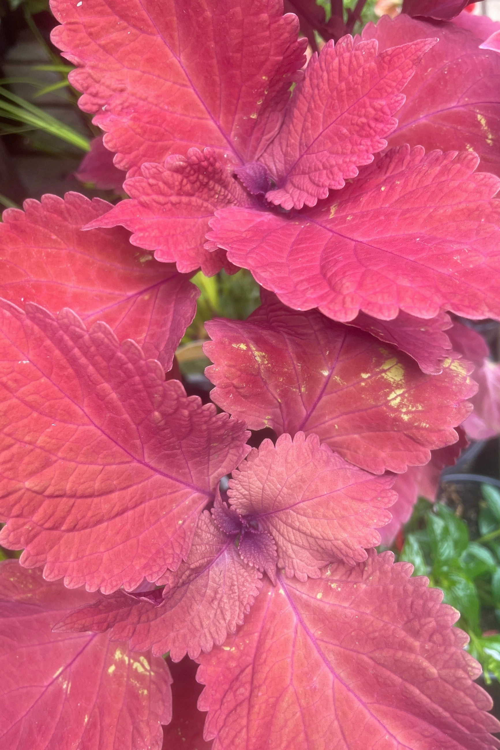 Coleus (assorted) 4.5"