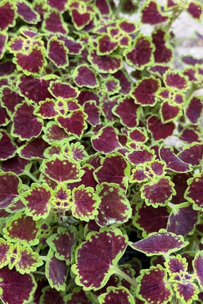 Coleus (assorted) 4.5" decorative flowerpot  