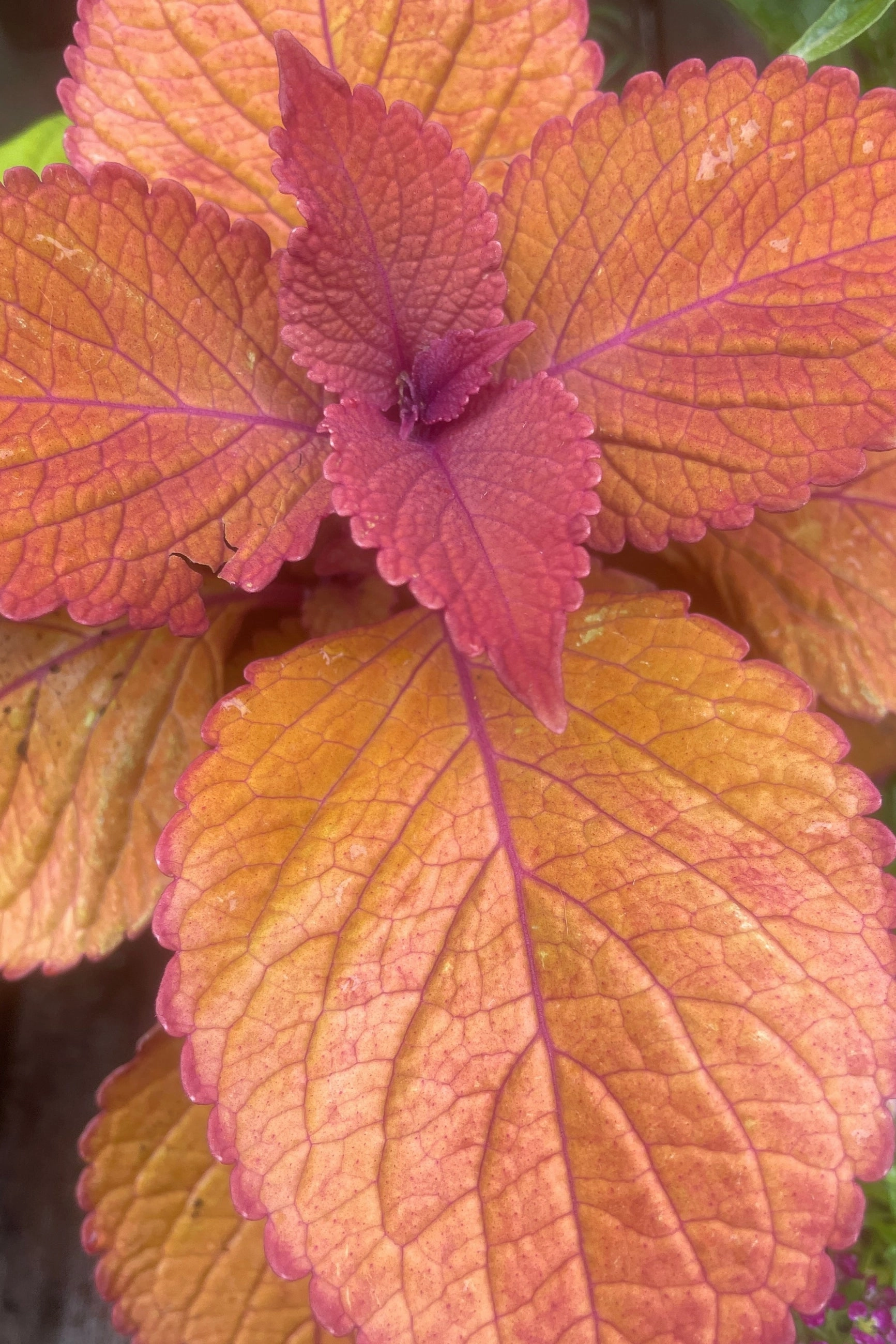Coleus (assorted) 4.5"