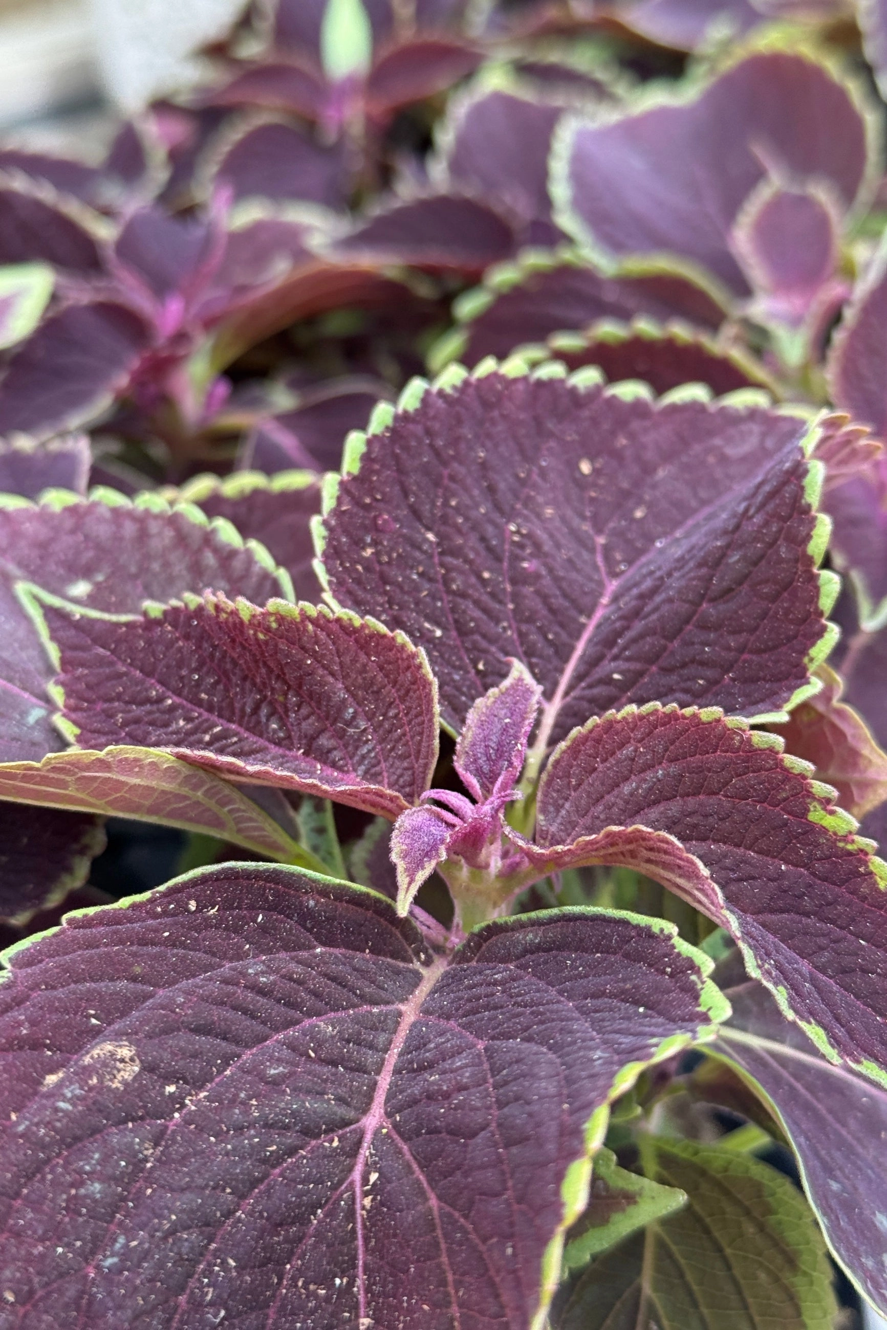 Coleus (assorted) 6"
