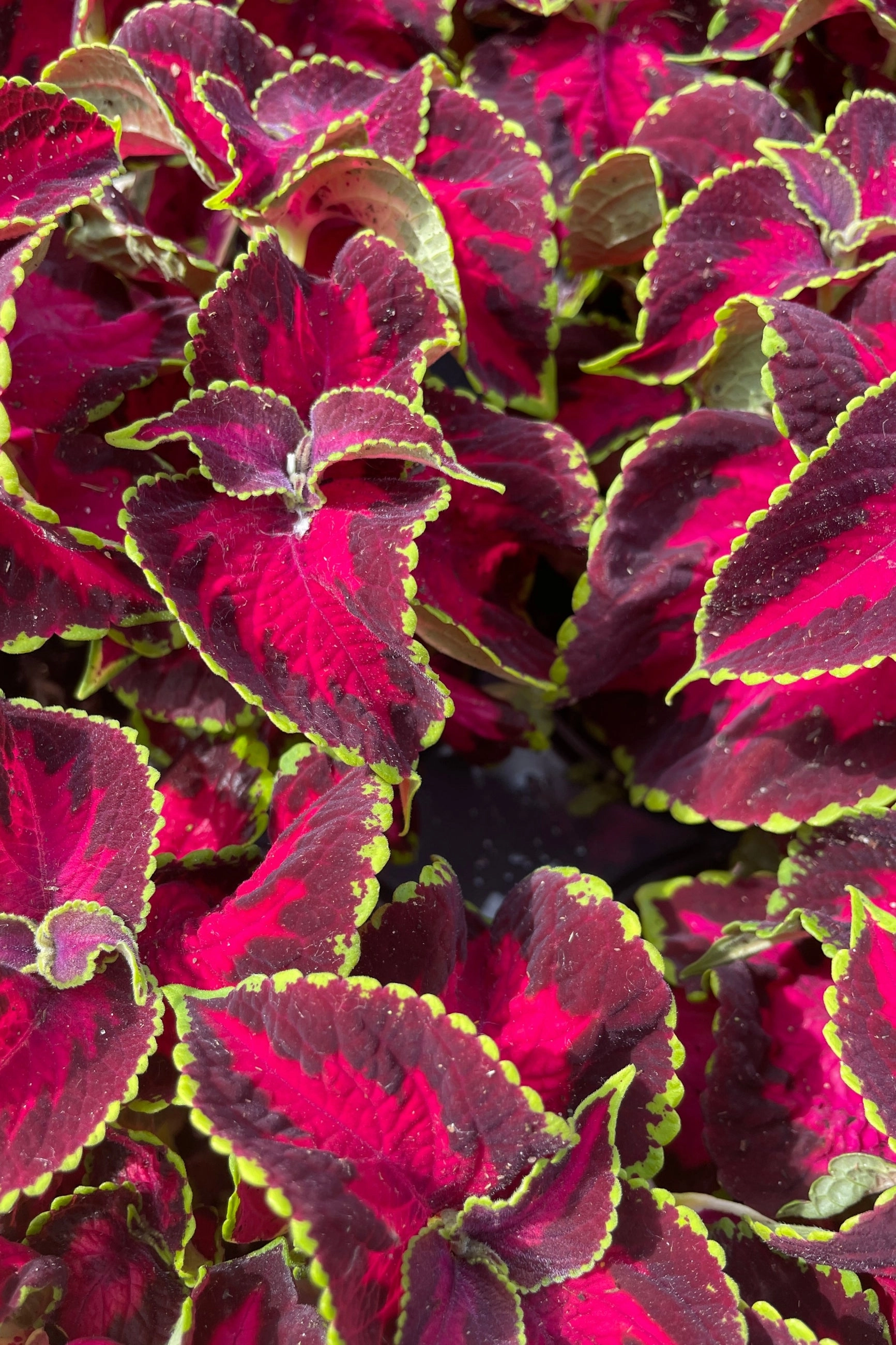Coleus (assorted) 6"