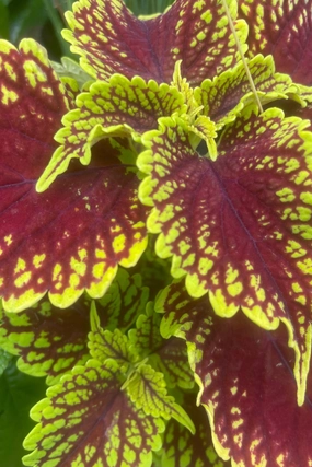 Coleus (assorted) 6" decorative flowerpot  