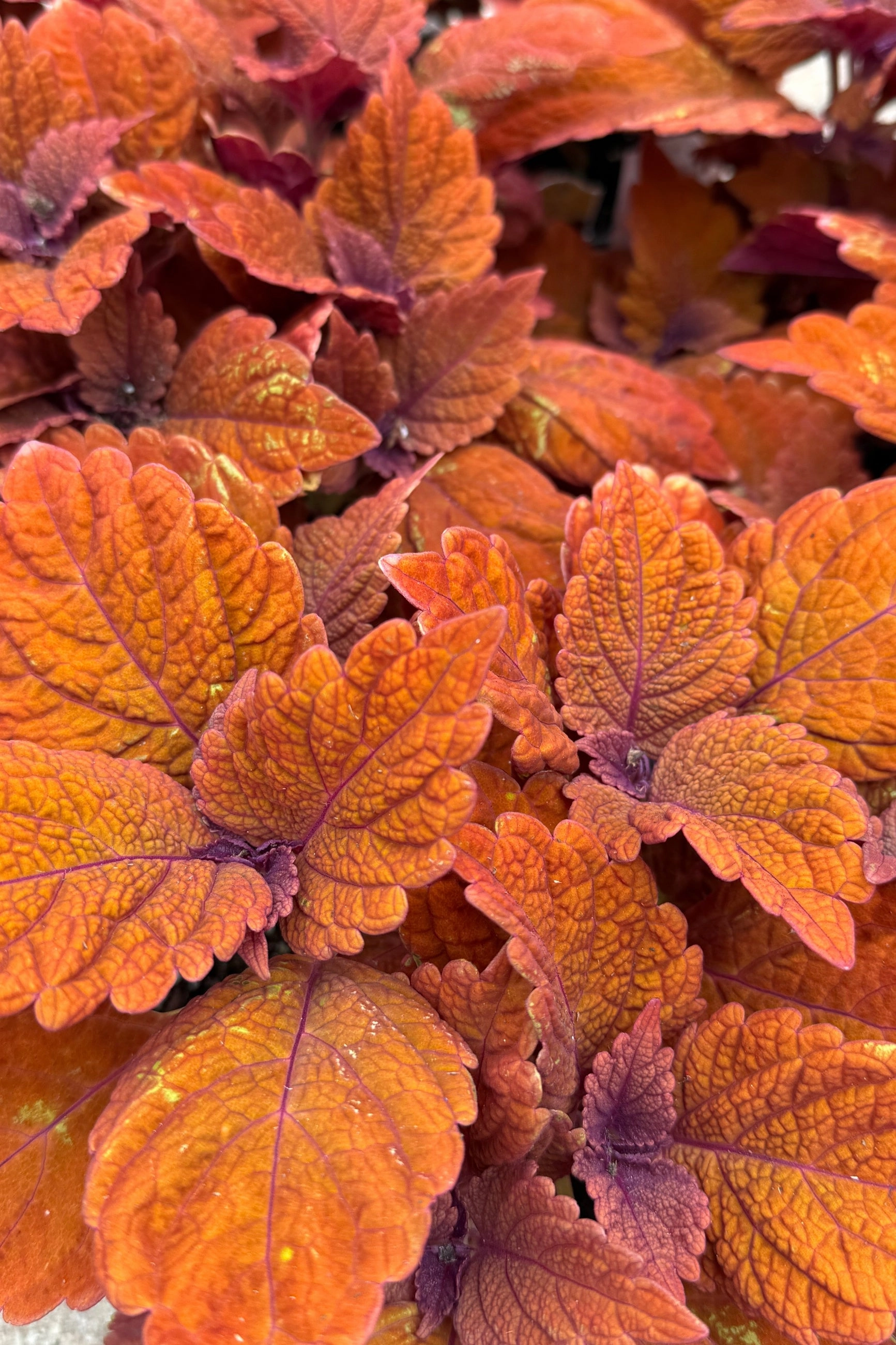 Coleus (assorted) 6"