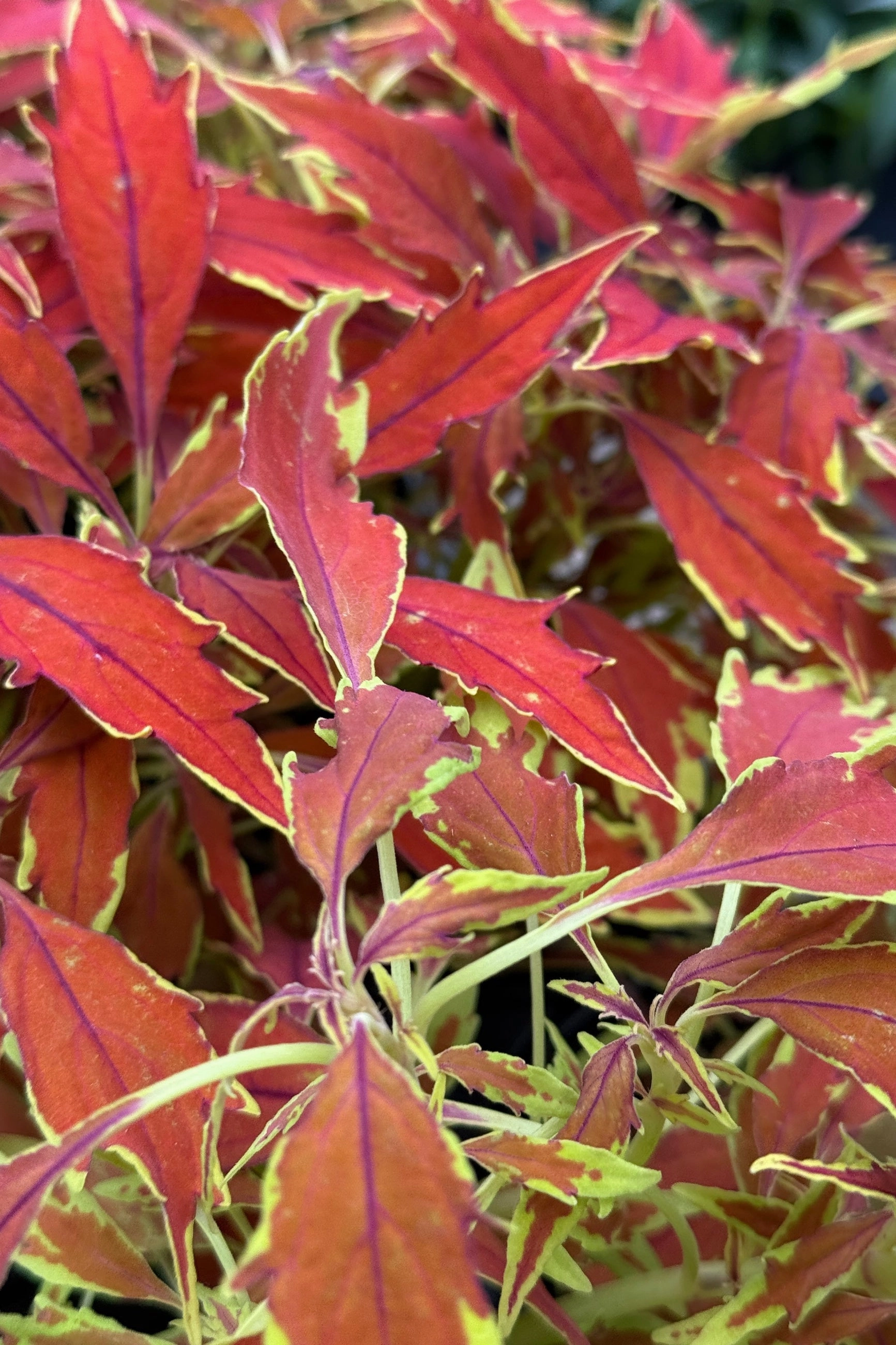 Coleus (assorted) 6"