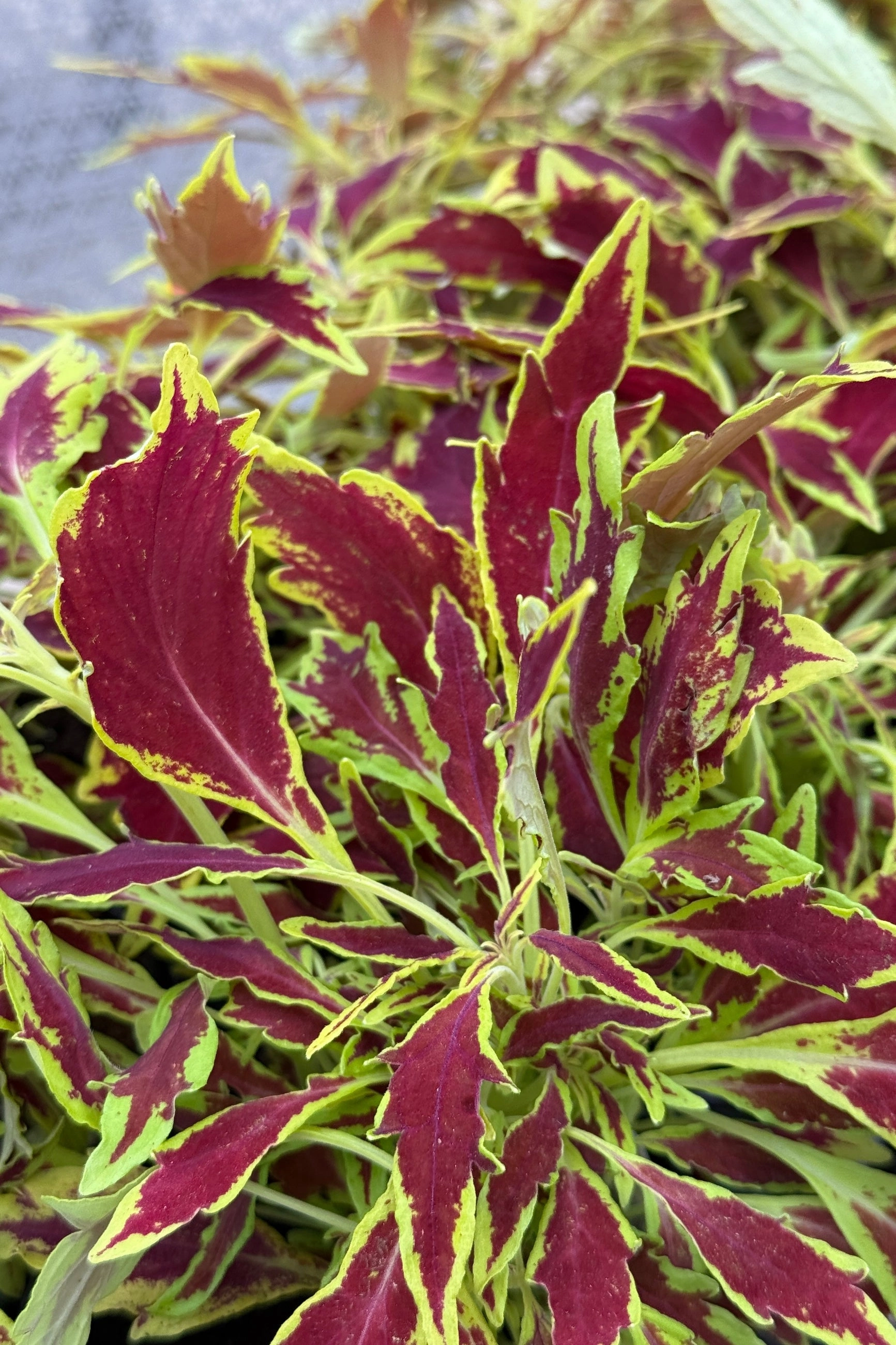 Coleus (assorted) 6"