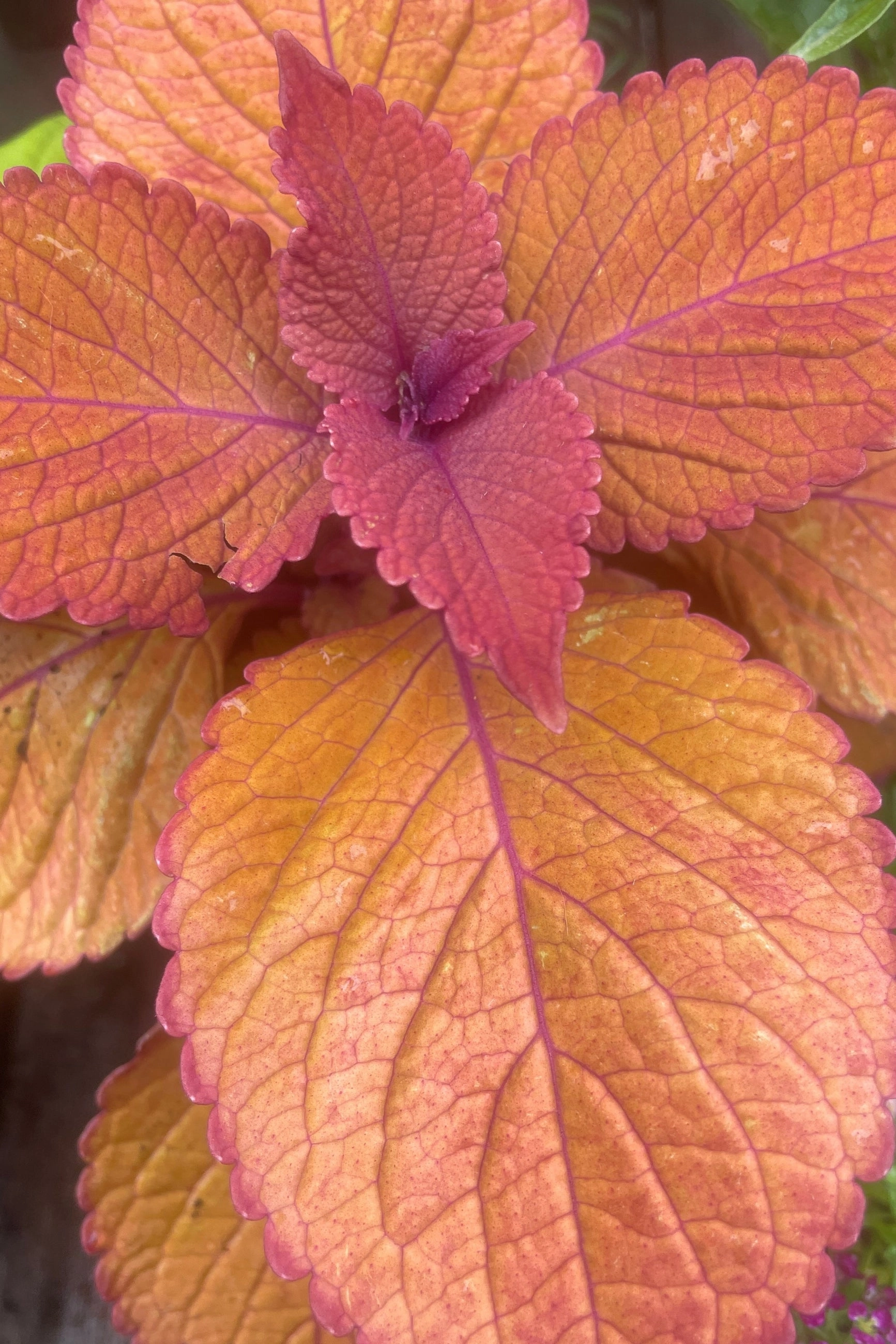 Coleus (assorted) 6"