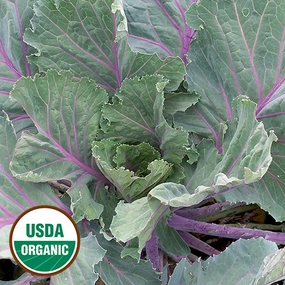 Collard, Ole Timey Blue Organic Seeds floating plant shelf  