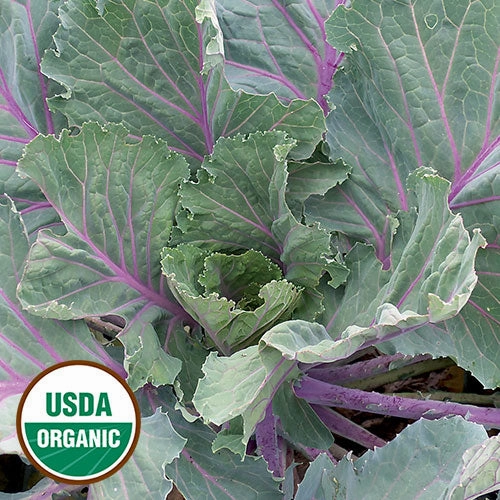 Collard, Ole Timey Blue Organic Seeds floating plant shelf  