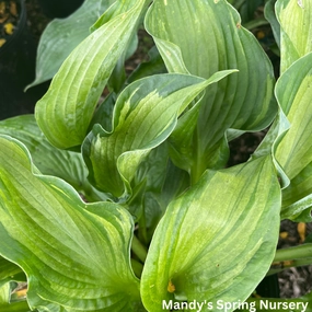 Color Festival Hosta | Hosta 'Color Festival' single layer plant shelf  