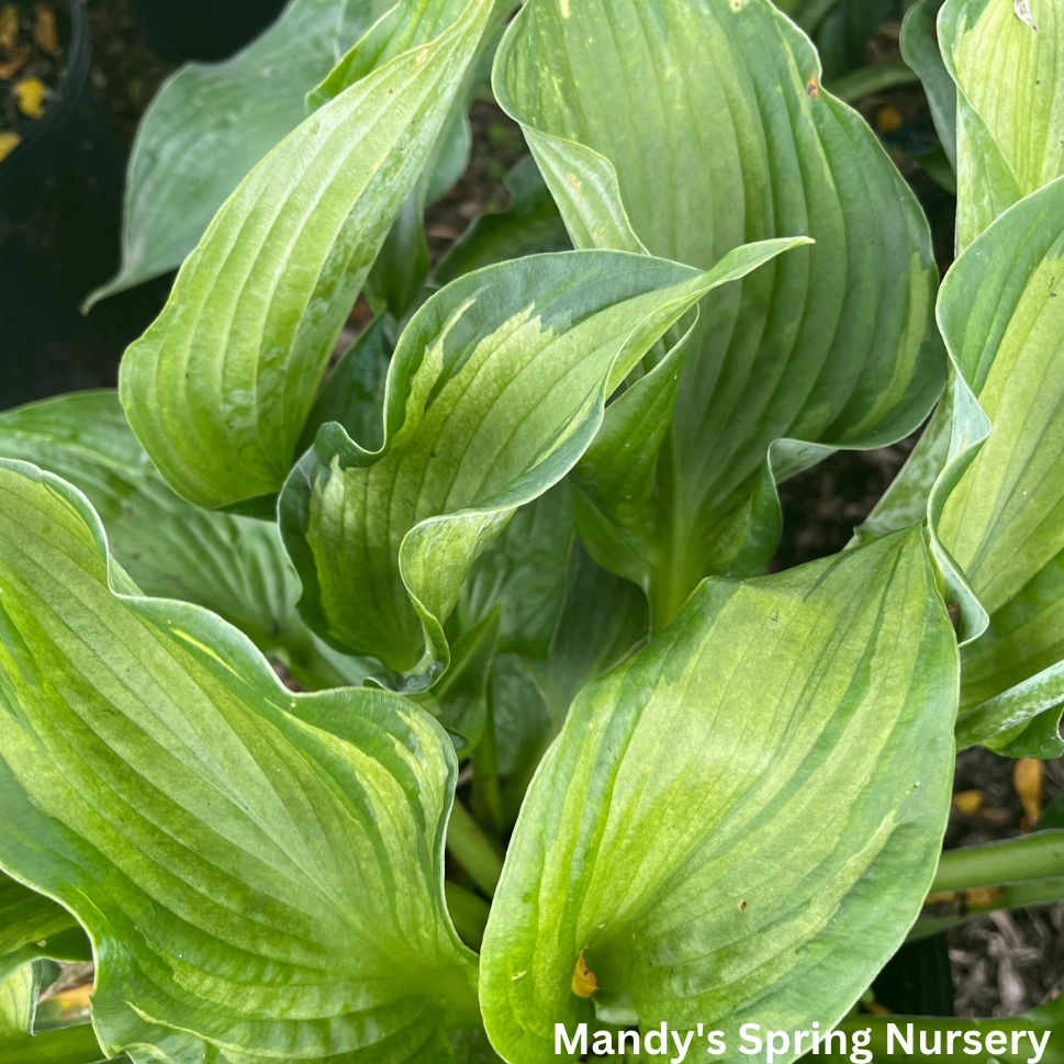 Color Festival Hosta | Hosta 'Color Festival' single layer plant shelf  