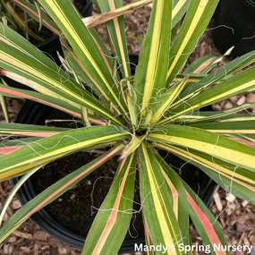 Color Guard Yucca | Yucca filamentosa traditional flower vase  