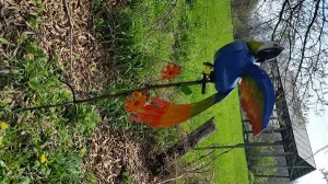 Colorful Parrot decorative plants  