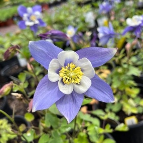Columbine Earlybird Blue-White | Aquilegia single layer plant shelf  