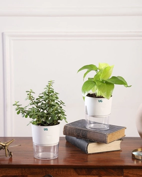 Combo Of 2 - Money Plant Golden And Jade Plant medium flower pot  