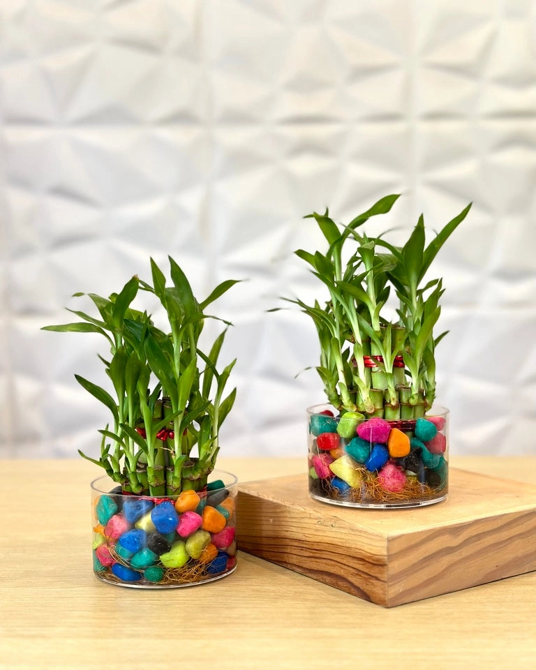 Combo of 2 Layer Lucky Bamboo Feng Shui Plants medium flower pot  