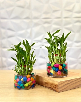 Combo of 2 Layer Lucky Bamboo Feng Shui Plants medium flower pot  
