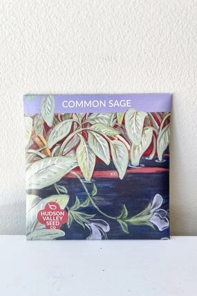 Common Sage Art Pack Seeds decorative flowerpot  