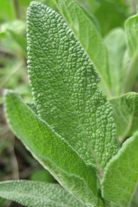 Common Sage Art Pack Seeds