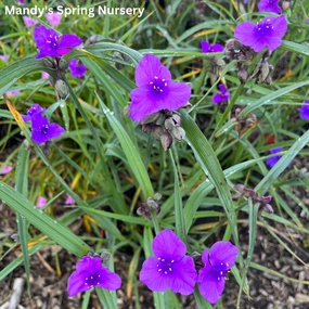 Concord Grape Spiderwort | Tradescantia andersoniana single layer plant shelf  