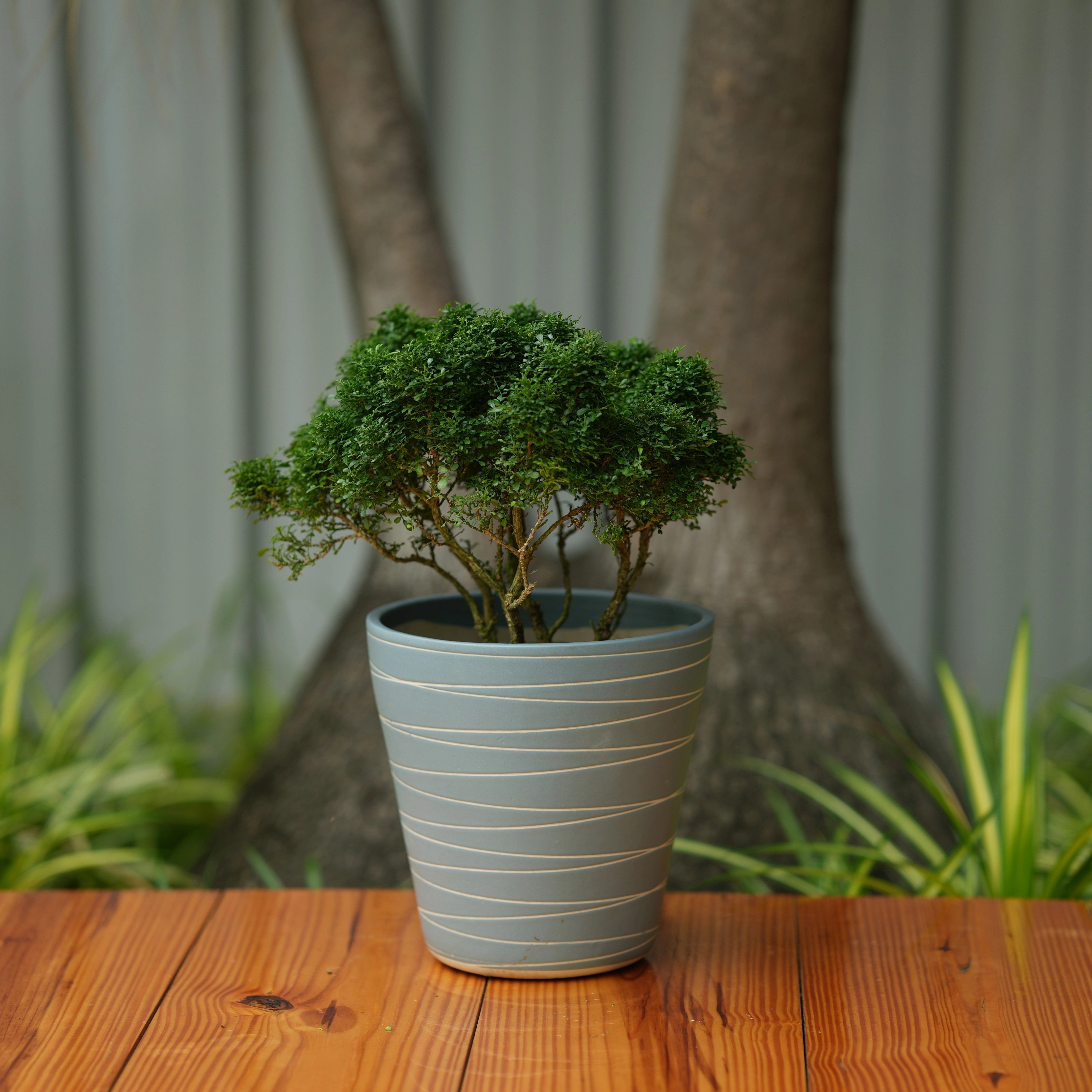 Cone Shape White Stripe Design Planter (Grey)