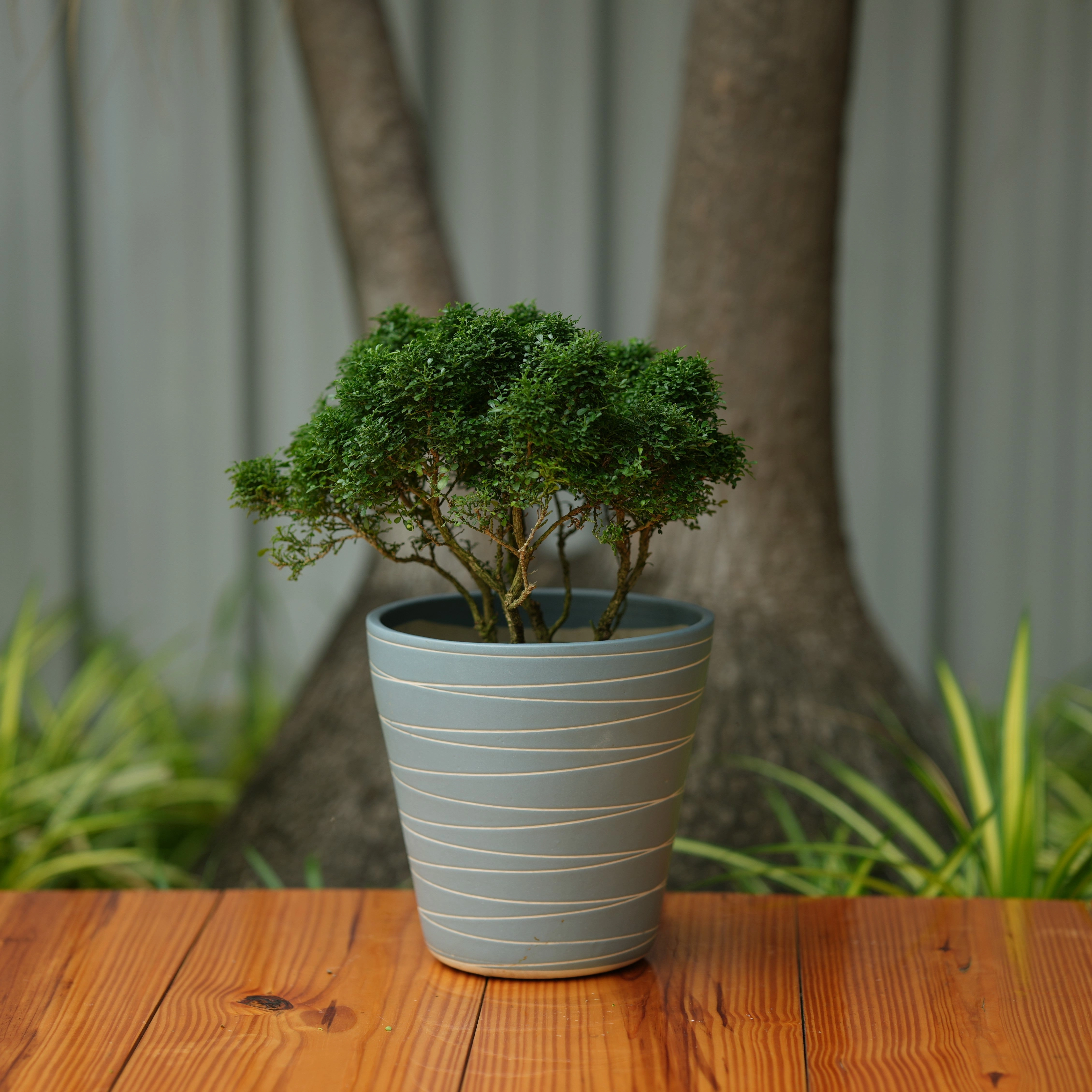 Cone Shape White Stripe Design Planter (Grey)